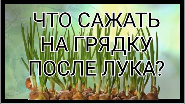 Что сажать на грядку после лука
