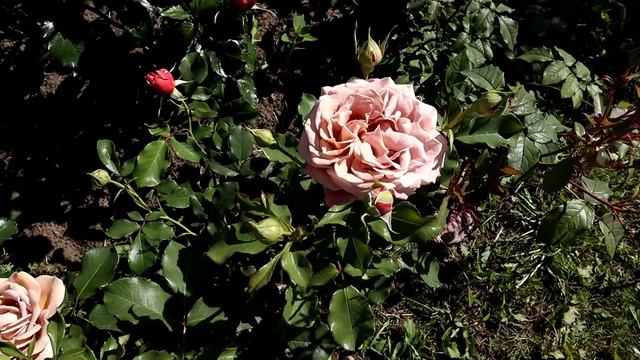 РОЗА КОКО ЛОКО/Rose Koko Loko - чрезвычайно красивая. Уникальный и оригинальный цвет! Обзор