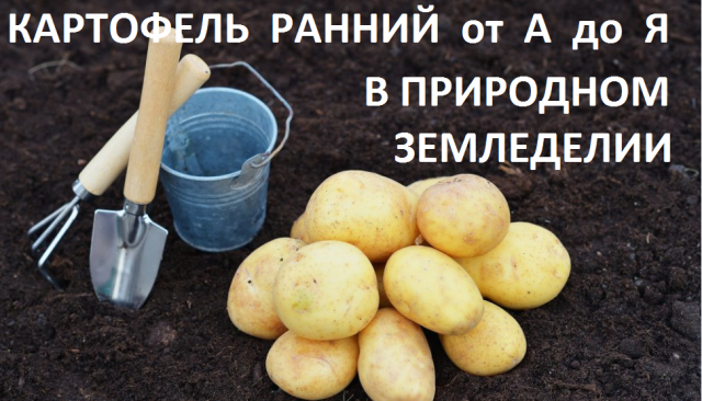 Ранний картофель в природном земледелии.