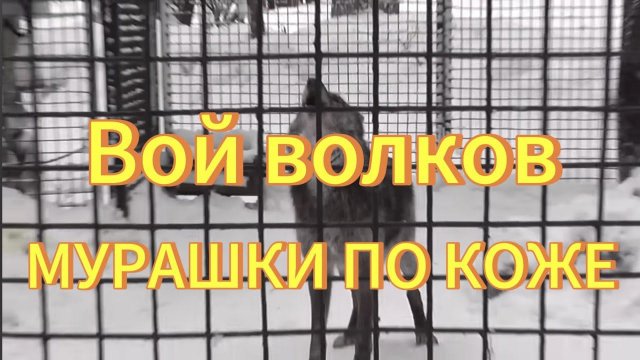 Вой волков. Новосибирский зоопарк волки. Песня волков. Волк воет.