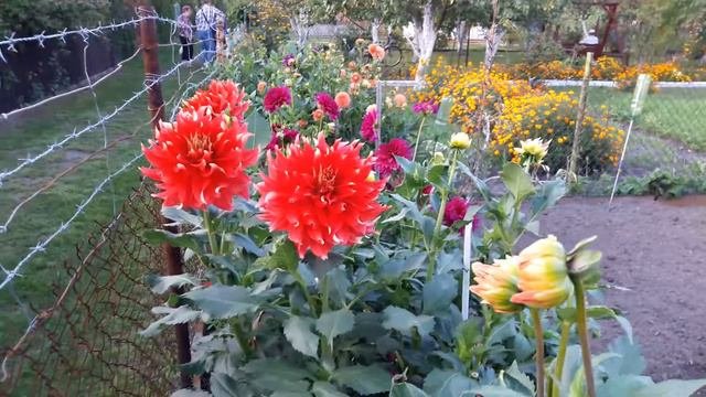 dalia Bodacious (Георгина Bodacious)
