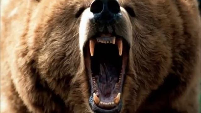 Grizzly Bear Roar