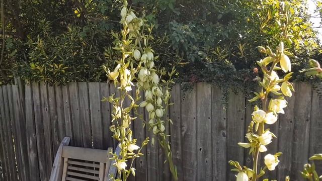 Yucca filamentosa - Adam's needle and thread