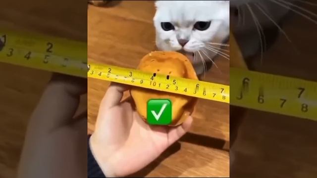 киса