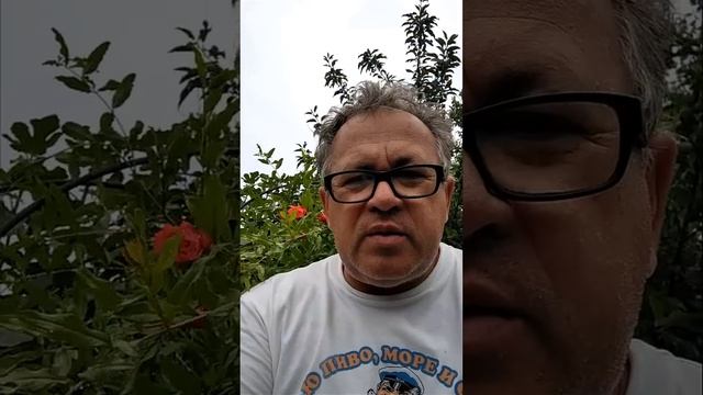 Сохнут листья на голубике. Одна из частых причин.