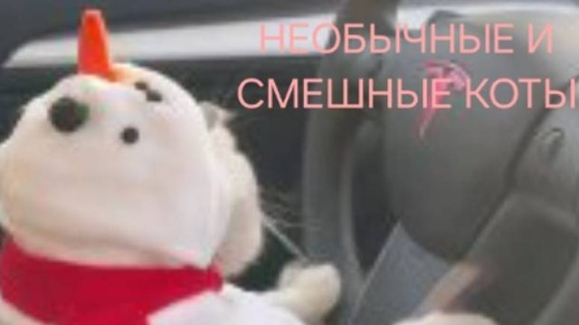 Веселые и смешные коты | КОТЯРА