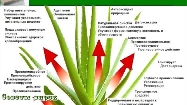 ➤ Как применять алоэ  ➤