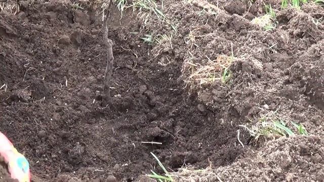 Посадка колоновидных яблоней