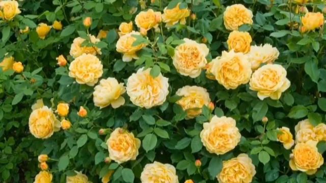 Замечательная Голден Селебрейшен.