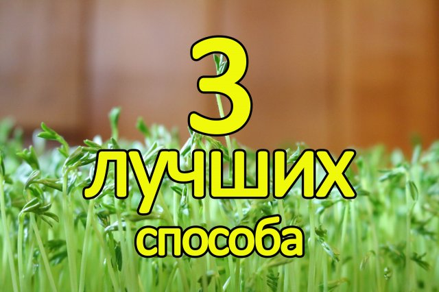 Три лучших способа замачивания семян овощей перед посевом