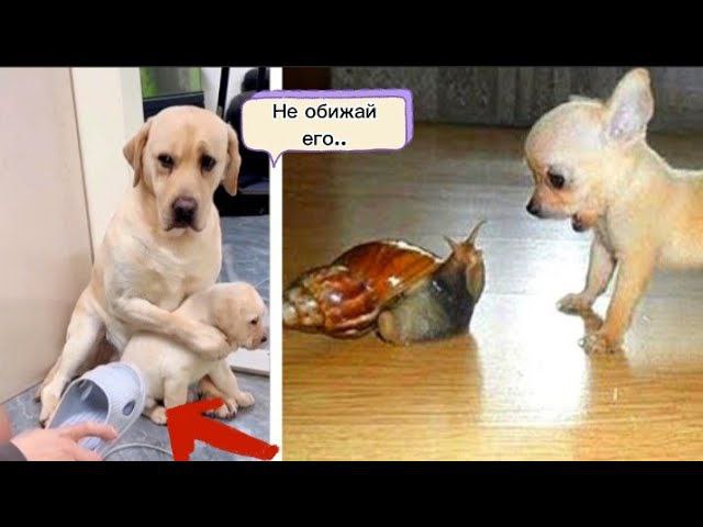 ОСТОРОЖНО. После Просмотра Вы Захотите Собаку. Моменты С Животными Которые Сделают Вас Счастливыми