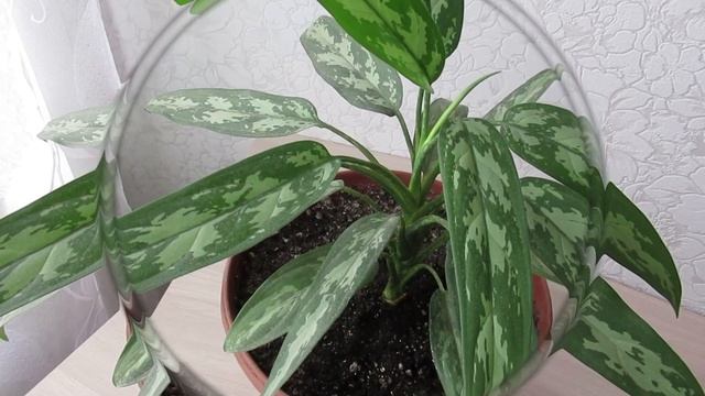 От чего могут скручиваться листья аглаонемы  #комнатныерастения#аглаонема