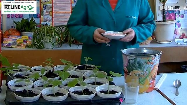 ? Подкормка рассады огурца. Выращивание рассады огурца.