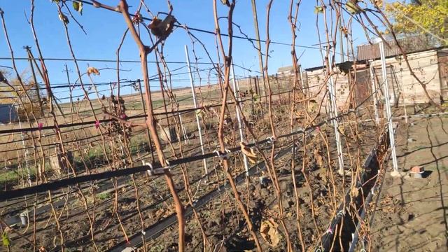 Когда надо укрывать виноград на зиму.