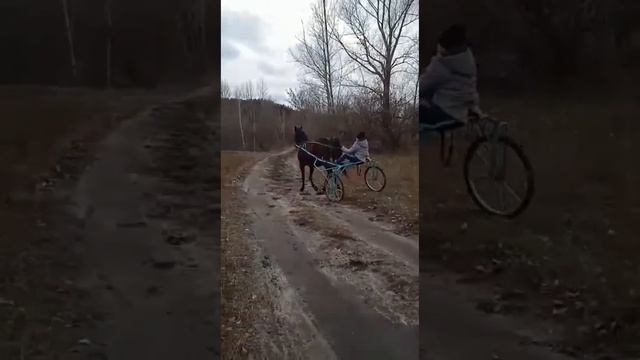 цыганская лошади город Барнаул цыганские лошади2022