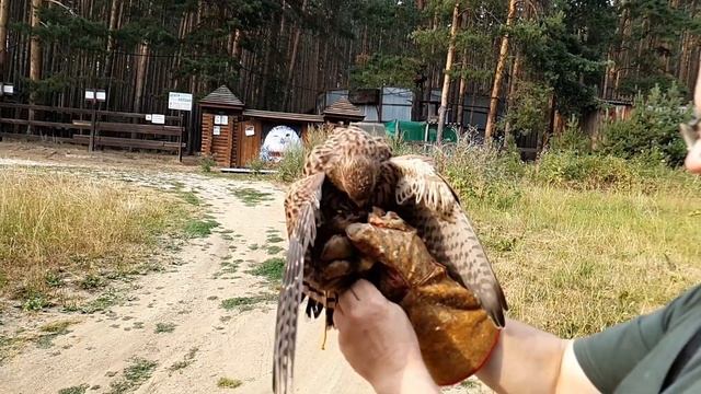 Сокол ПУСТЕЛЬГА летает на руку / Время Сокола