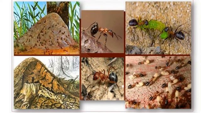 Тема 5. Тема Животные — часть живой природы. Жизнь животных осенью