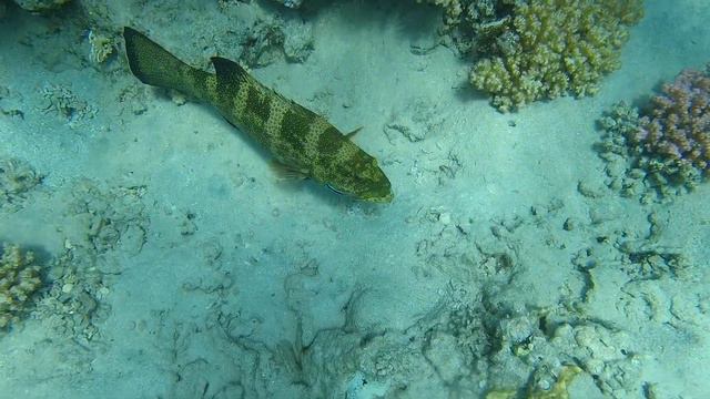 Обитатели Красного моря - прямохвостый групер / Squaretail coralgrouper. Sunwing Waterworld Makadi.