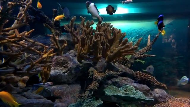 AQUARIUM | COLORFUL MARINE LIFE ? | RELAXATION | HD | COLLECTION | 2 HOURS