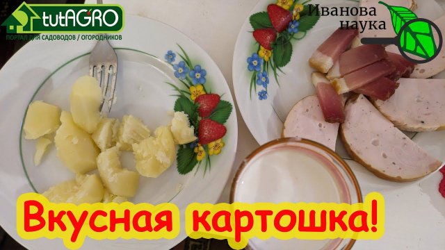 ТЕПЕРЬ Я ЗАСАЖУ ЭТИМ КАРТОФЕЛЕМ ВЕСЬ ОГОРОД! Сорт Сарпо Мира - РЕАЛЬНО (!!!) не болеет фитофторозом!