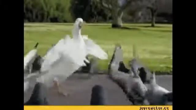 Я гусь мама утка смотри (официальная песня)