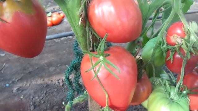 Томат Розовый мед. Обзор в теплице.