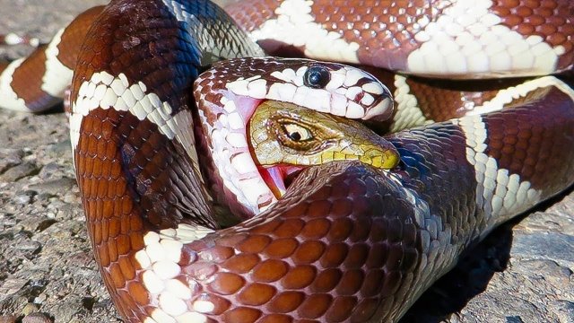 Вот Почему Змеи Проглатывают Других Змей