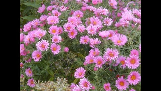 Астра многолетняя, Aster (Новоанглийская,Новобельгийская,сентябринка,октябринка)