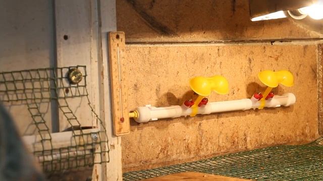 Установка поилки для цыплят