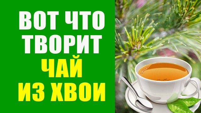 Полезный Чай Из Хвои Сосны. Как Приготовить