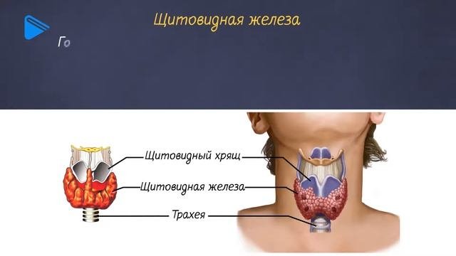 8 класс - Биология - Эндокринная система