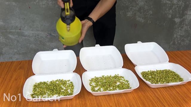 Easy idea, Using Styrofoam Box to Grow Bean Sprouts at Home for Beginners