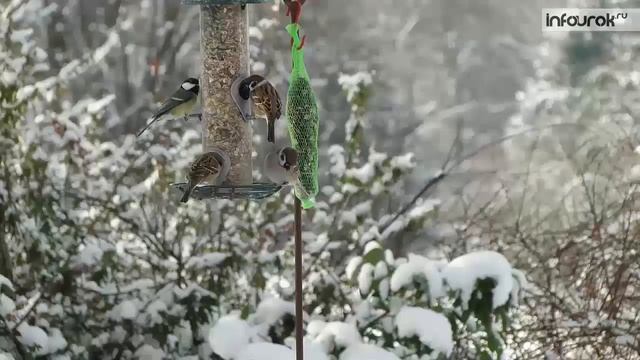 Времена года  Зима | Окружающий мир 2 класс #29 | Инфоурок