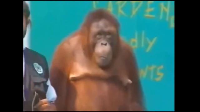 Смешные обезьяны Приколы про обезьян Funny monkeys 2018