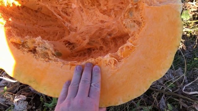 Гигантская тыква МЕГАТОН