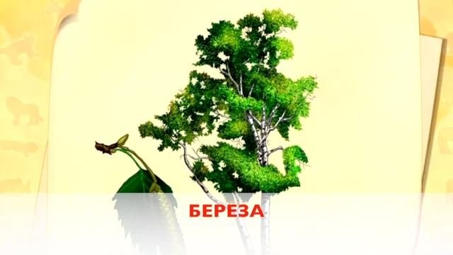 МИР РАСТЕНИЙ (ДЛЯ ДЕТЕЙ)