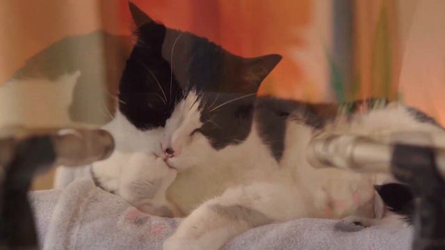 ASMR Cat Grooming 👅 #75 (1 HOUR LOOP)