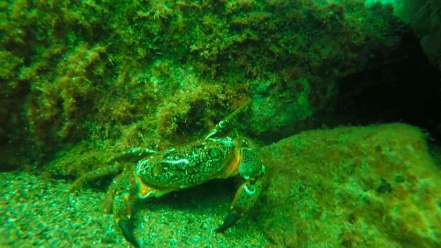 ПОГРУЖЕНИЕ С DISCAVERY DIVE CLUB