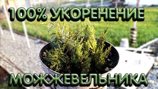 Размножение можжевельника черенками I черенкование можжевельника весной I