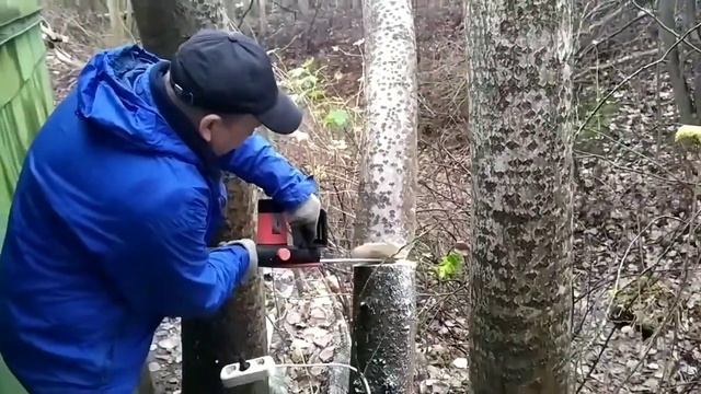 Спиливаю осины около дома с помощью цепной электропилы!!!