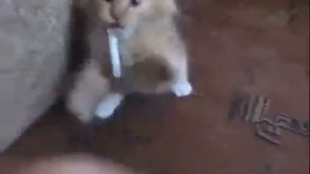 кот курит