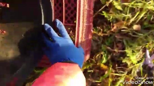 Как  я укрывать свою бесшипную ежевику на зиму. Подготовка ежевики к зиме .