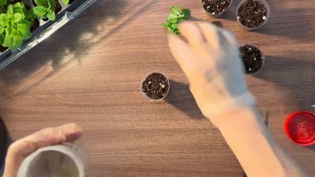 Черенкование семенной петунии🌺
