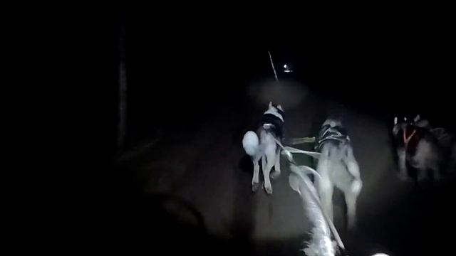 Ездовой спорт. Байкджоринг. Тренинг ездовых собак.