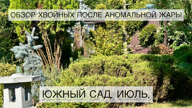Обзор хвойных растений после аномальной жары.