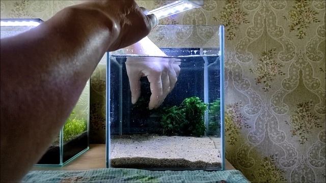 Креветочник 10 литров. Запуск.