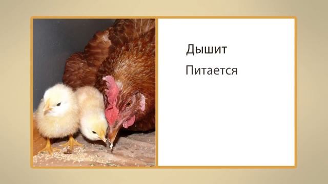 Живая и неживая природа  Видеоурок по окружающему миру 1 класс