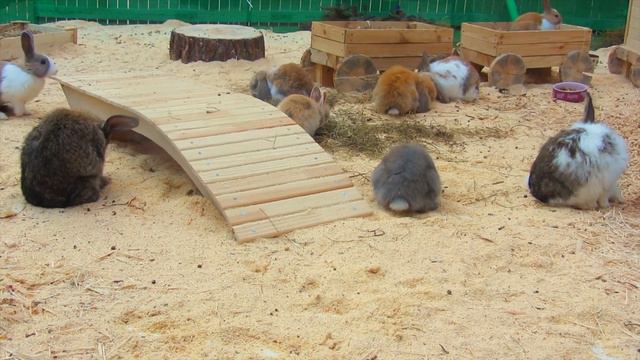 Милые домашние кролики 🐰🐇💝