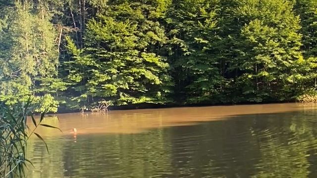 Лесное озеро июль 2023