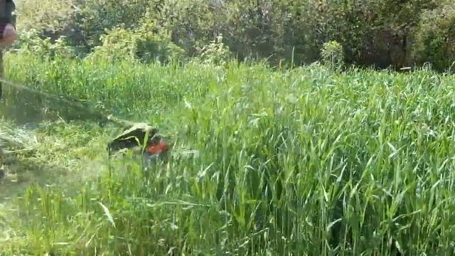 РОЖЬ как сидерат когда лучше запахать
